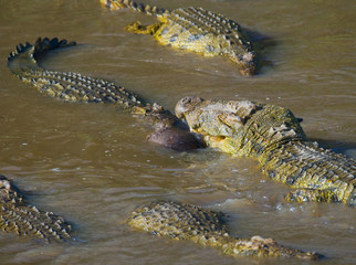 Crocodiles in the river Mara. Kenya. Maasai Mara. Africa. An excellent illustration.