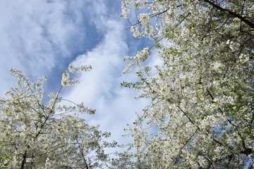 Spring blooming white cherry on the sky background.