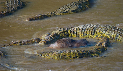 Crocodiles in the river Mara. Kenya. Maasai Mara. Africa. An excellent illustration.