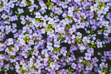 Obraz na płótnie Canvas Small purple flowers