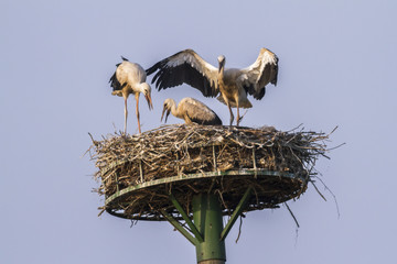 Weißstorch (Ciconia ciconia)
