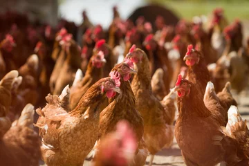 Fototapete Hähnchen Nahaufnahme eines roten Huhns auf einem Bauernhof in der Natur. Hühner in einer Freilandhaltung. Hühner, die auf dem Hof spazieren gehen.