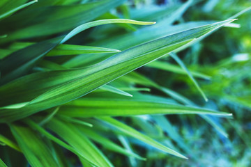 Obraz premium Green leaves