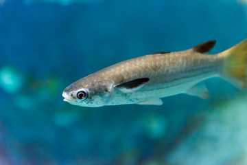 Fototapeta premium Fisch