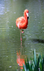 Flamingo in the water