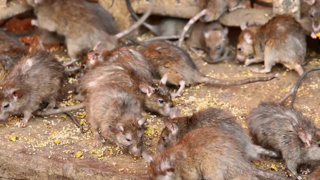 Large group of rats running around in Karni Mata temple in India.