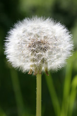 Beautiful white dandelion flowers close-up. Dandelion flower with fluff, macro photo on bright green background