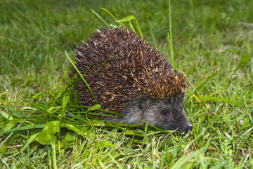 Hedgehog  in the grass.