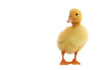 Duckling three days from birth