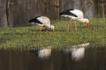 Weißstorch (Ciconia ciconia)