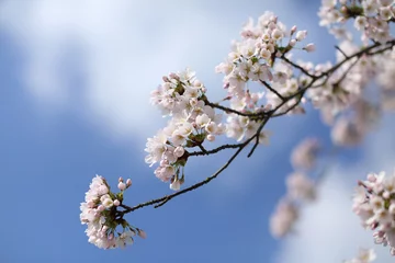 Tableaux ronds sur aluminium brossé Fleur de cerisier Kirschblüte