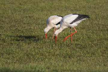 Weißstorch (Ciconia ciconia)