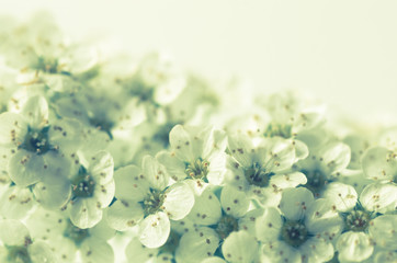 white spring flowers