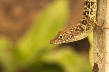 Nature Photography/Wildlife 