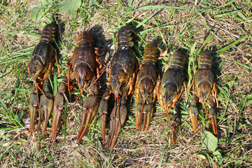 river cancers on the grass