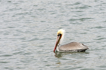 Brown Pelican swimming