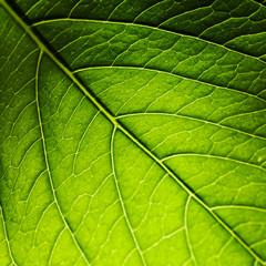 Foglia verde brillante texture