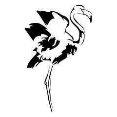Outline flamingo hand draw vector illustration