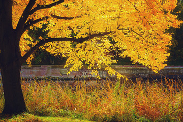 The enchanting beauty of autumn park.