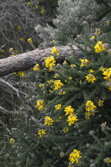 flowers and shrubs in the mountains