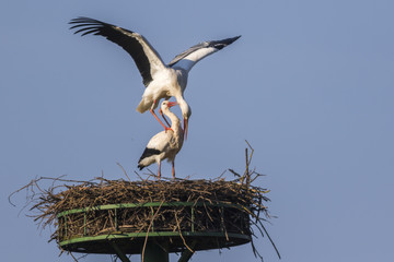 Weißstorch (Ciconia ciconia)