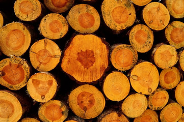 Pnie drzew na wycince lasu © W Korczewski