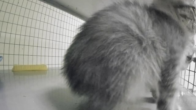 Little kittens in a cage at the animal shelter