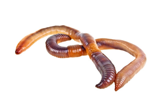 Earth worms isolated on white background