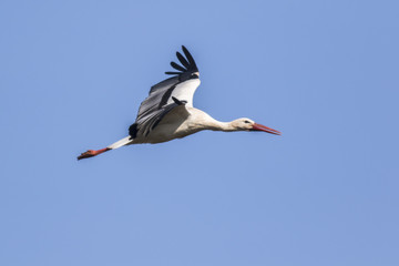 Weißstorch (Ciconia ciconia)