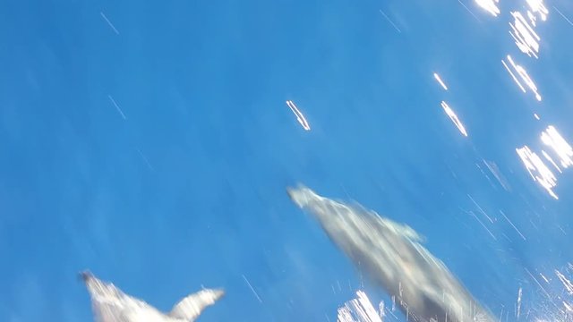 Dolphins swimming in waves