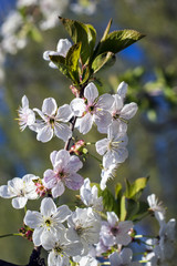 Cherry blossoms in spring in the garden
