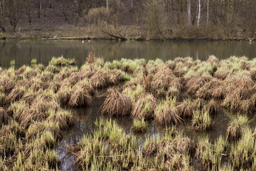 Spring landscape of a bog