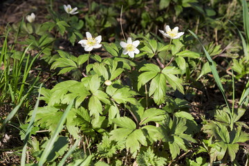 Anemone (lat. Anemone nemorosa)- white spring flowers