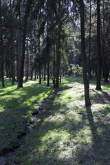 Obraz premium The rays of the sun in the spring forest