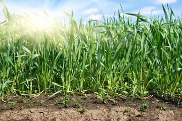 young sprouts of wheat field closeup and sun, bright spring land