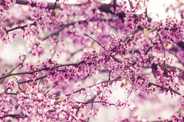 Spring nature background with pink flowering tree, selective foc