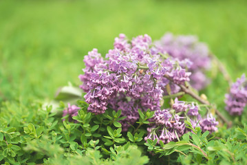 Withered lilac flower on green