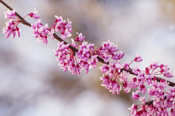 Obraz premium Spring nature background with pink flowering tree, selective foc