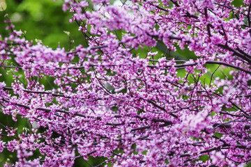 Spring nature background with pink flowering tree, selective foc