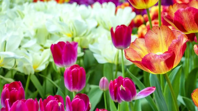 Beautiful multicolor tulips closeup. Slider footage