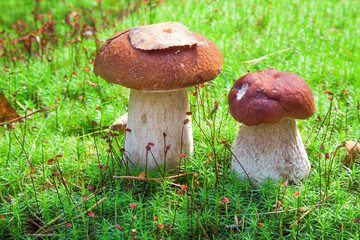 Porcini mushroom (Boletus edulis)