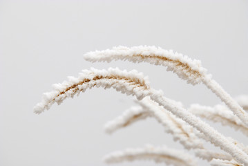 Frozen Weeds Grass with Frost