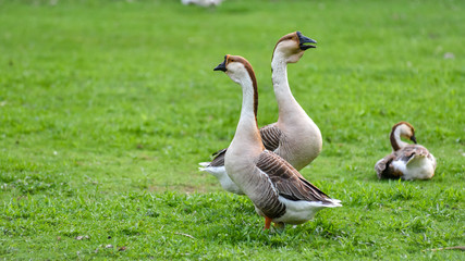 Naklejka na ściany i meble Domestic Chinese geese. Earth tone Colourful big birds on a hobby farm in Ontario, Canada. Long necked, domesticated Chinese geese in their habitat of ponds and meadows.