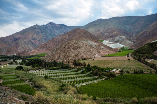 Vineyards of the Elqui Valley, Andes part of Atacama, Chile