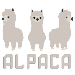 Three grey fluffy alpacas