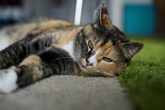Cat laying on carpet next to a green rug.