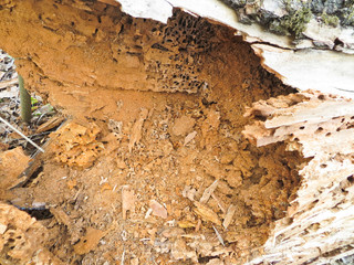 Rotting trunk