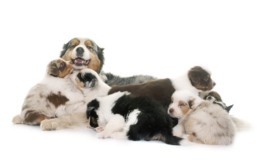 Fototapeta premium adult and puppies australian shepherd