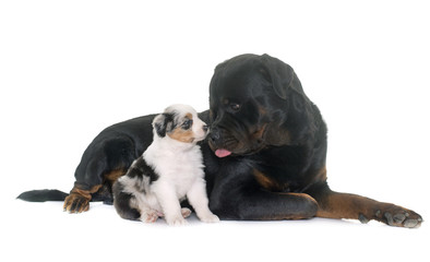 puppy australian shepherd and rottweiler