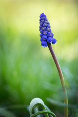 Blue muscari flower in spring garden